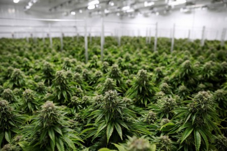 O (enorme) potencial do mercado latino americano da Cannabis medicinal